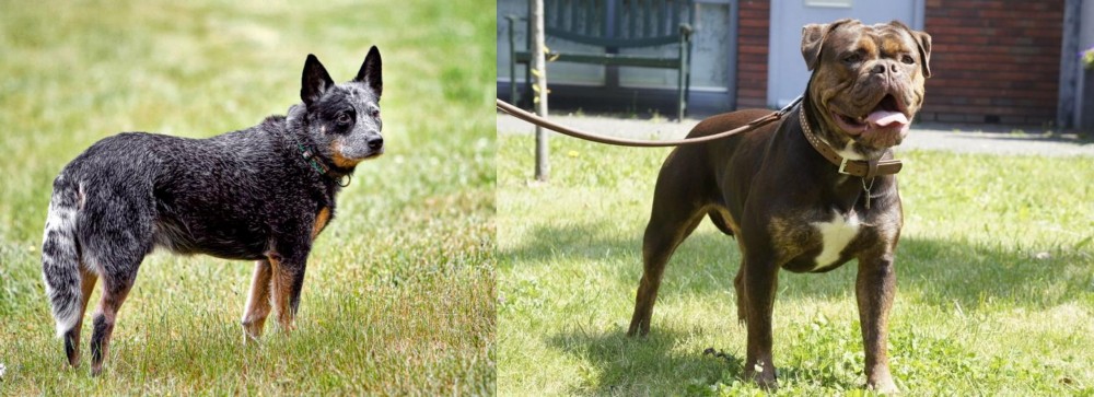 Renascence Bulldogge vs Austrailian Blue Heeler - Breed Comparison