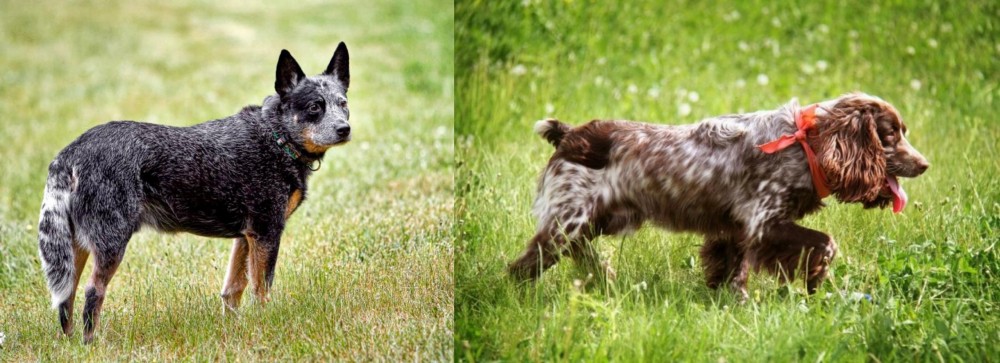 Russian Spaniel vs Austrailian Blue Heeler - Breed Comparison