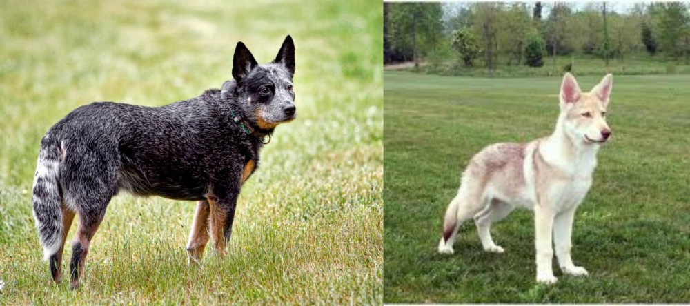 Saarlooswolfhond vs Austrailian Blue Heeler - Breed Comparison