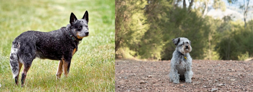 Schnoodle vs Austrailian Blue Heeler - Breed Comparison