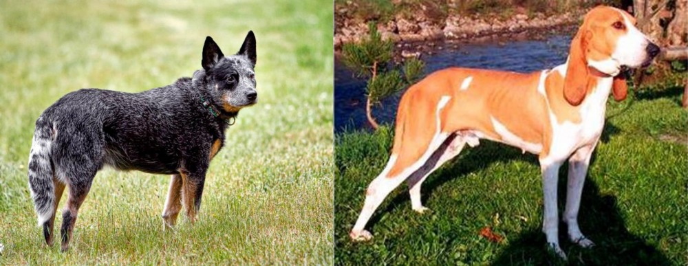 Schweizer Laufhund vs Austrailian Blue Heeler - Breed Comparison