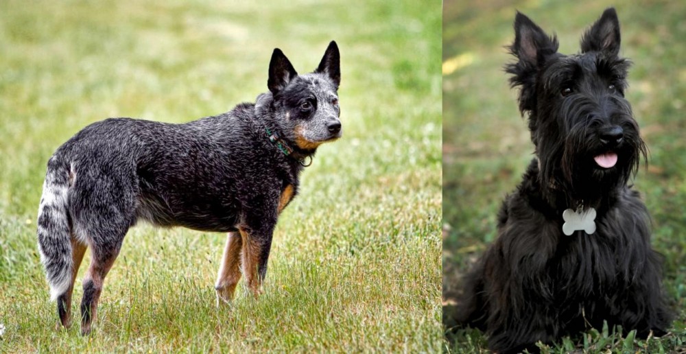 Scoland Terrier vs Austrailian Blue Heeler - Breed Comparison