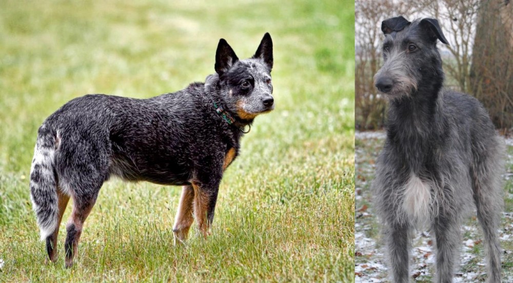 Scottish Deerhound vs Austrailian Blue Heeler - Breed Comparison