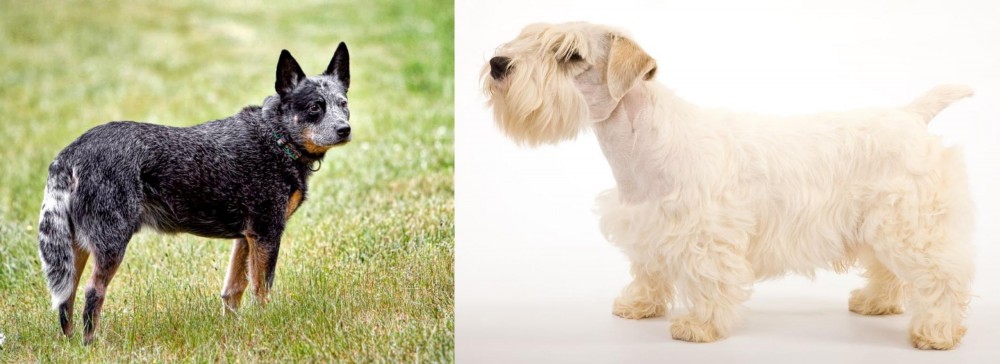 Sealyham Terrier vs Austrailian Blue Heeler - Breed Comparison