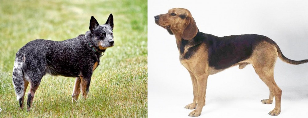 Serbian Hound vs Austrailian Blue Heeler - Breed Comparison