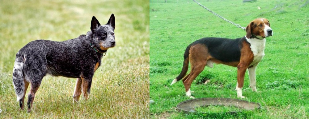 Serbian Tricolour Hound vs Austrailian Blue Heeler - Breed Comparison