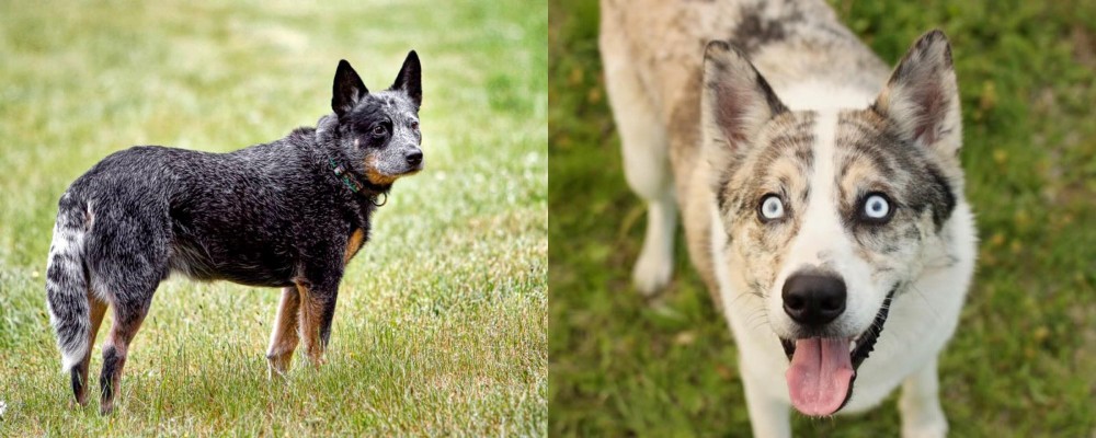 Shepherd Husky vs Austrailian Blue Heeler - Breed Comparison