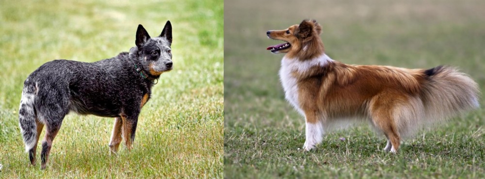 Shetland Sheepdog vs Austrailian Blue Heeler - Breed Comparison