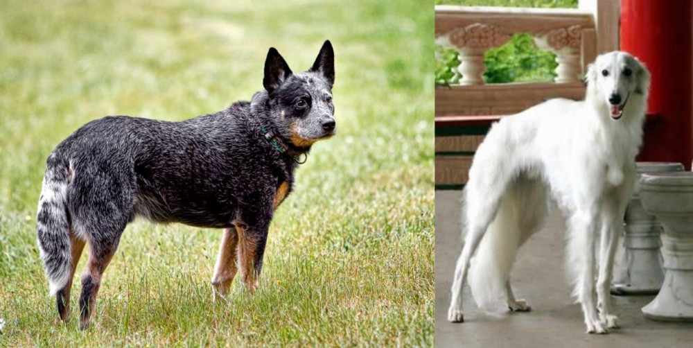 Silken Windhound vs Austrailian Blue Heeler - Breed Comparison