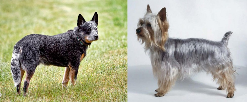 Silky Terrier vs Austrailian Blue Heeler - Breed Comparison
