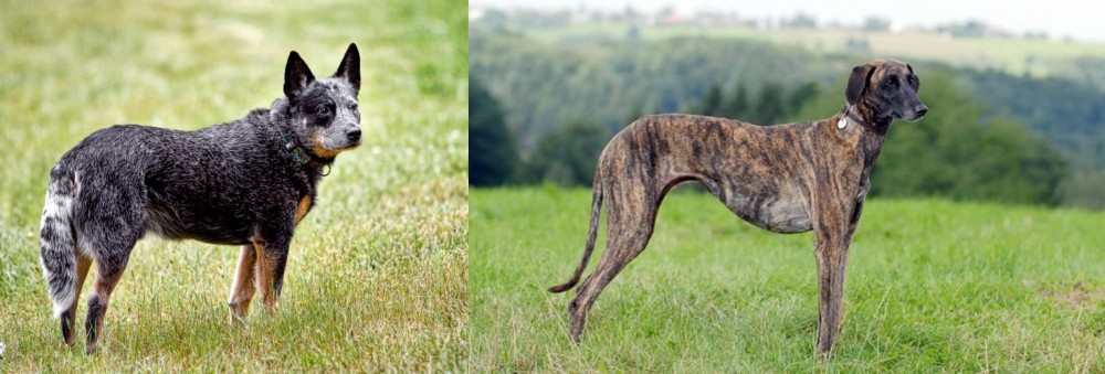 Sloughi vs Austrailian Blue Heeler - Breed Comparison