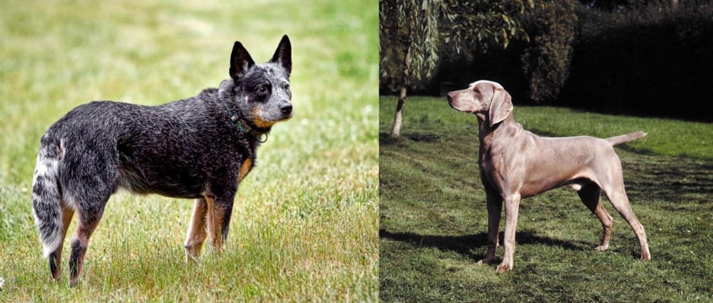 Smooth Haired Weimaraner vs Austrailian Blue Heeler - Breed Comparison