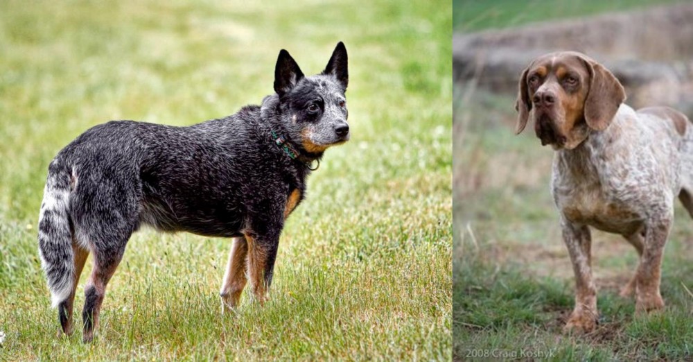Spanish Pointer vs Austrailian Blue Heeler - Breed Comparison