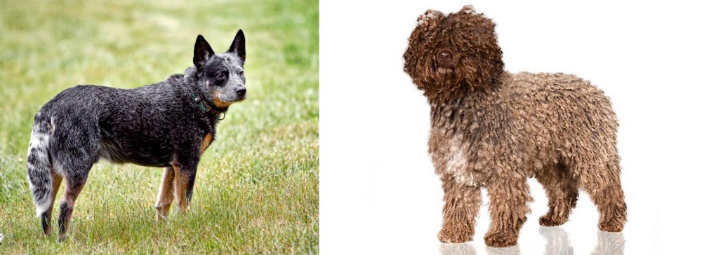 Spanish Water Dog vs Austrailian Blue Heeler - Breed Comparison