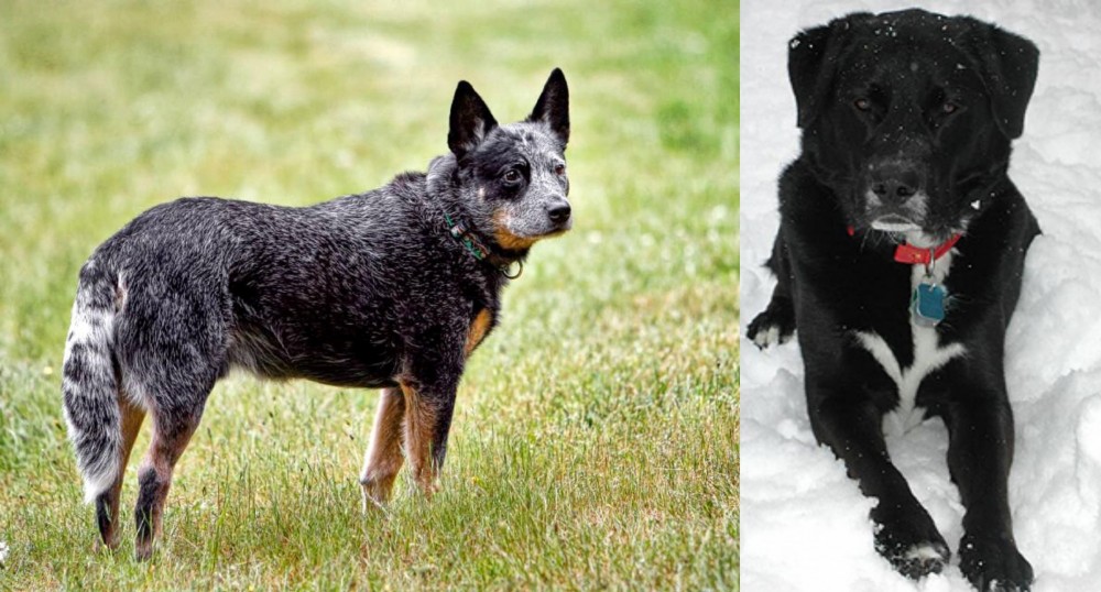 St. John's Water Dog vs Austrailian Blue Heeler - Breed Comparison
