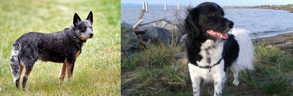 Stabyhoun vs Austrailian Blue Heeler - Breed Comparison