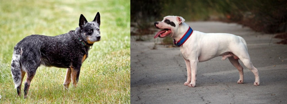 Staffordshire Bull Terrier vs Austrailian Blue Heeler - Breed Comparison