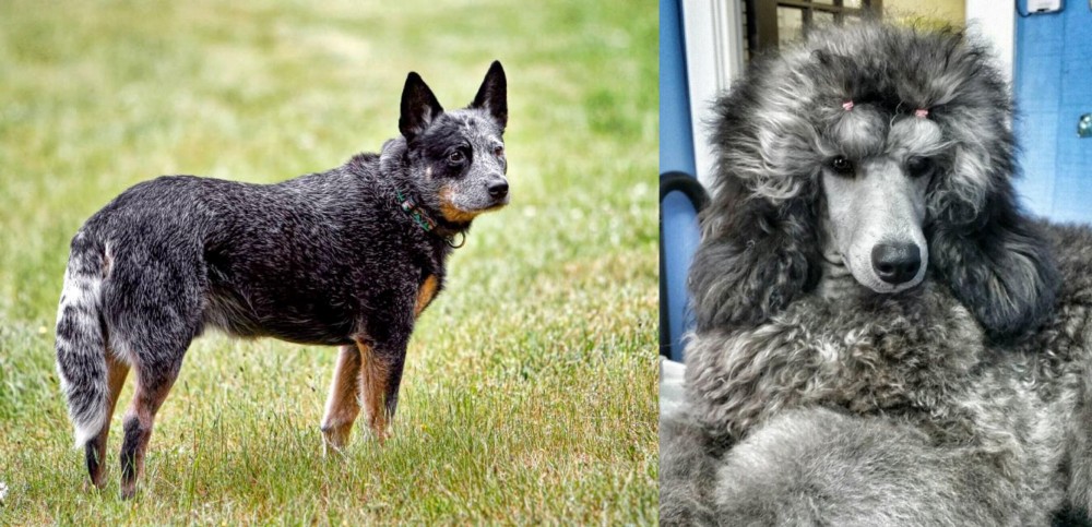Standard Poodle vs Austrailian Blue Heeler - Breed Comparison