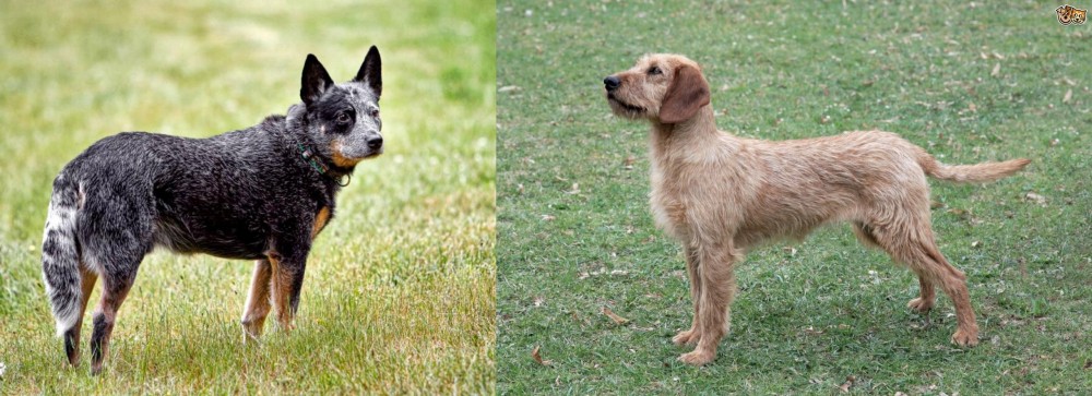 Styrian Coarse Haired Hound vs Austrailian Blue Heeler - Breed Comparison