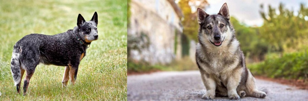 Swedish Vallhund vs Austrailian Blue Heeler - Breed Comparison