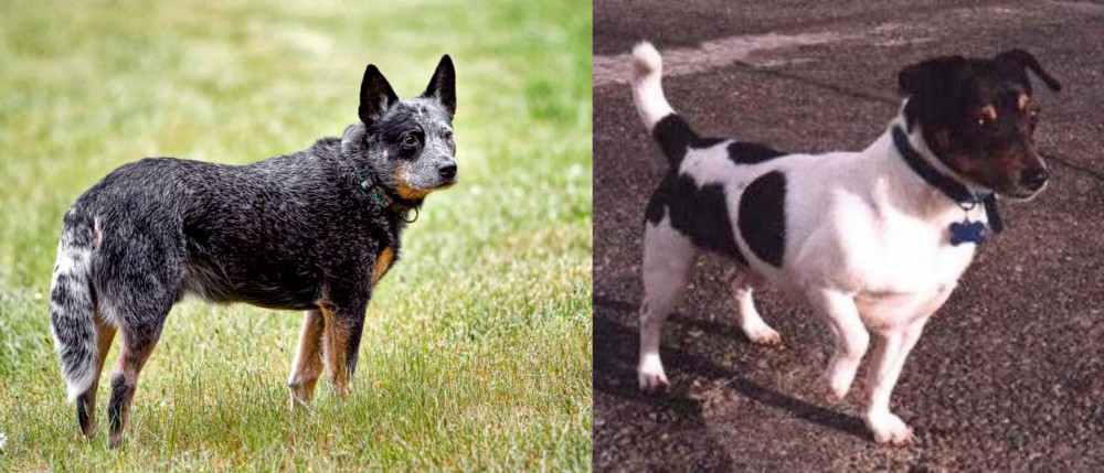 Teddy Roosevelt Terrier vs Austrailian Blue Heeler - Breed Comparison