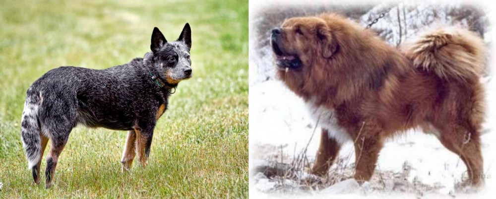 Tibetan Kyi Apso vs Austrailian Blue Heeler - Breed Comparison