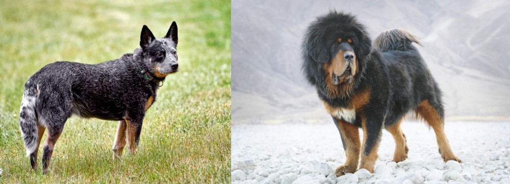 Tibetan Mastiff vs Austrailian Blue Heeler - Breed Comparison