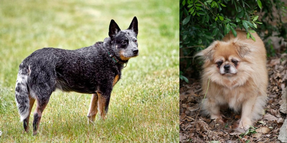 Tibetan Spaniel vs Austrailian Blue Heeler - Breed Comparison