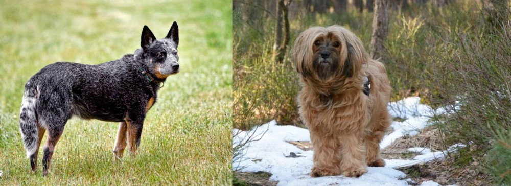 Tibetan Terrier vs Austrailian Blue Heeler - Breed Comparison
