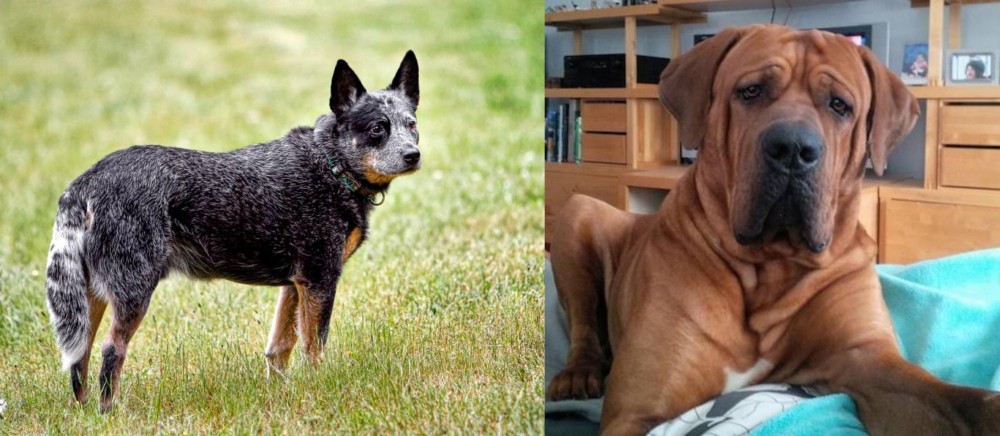 Tosa vs Austrailian Blue Heeler - Breed Comparison