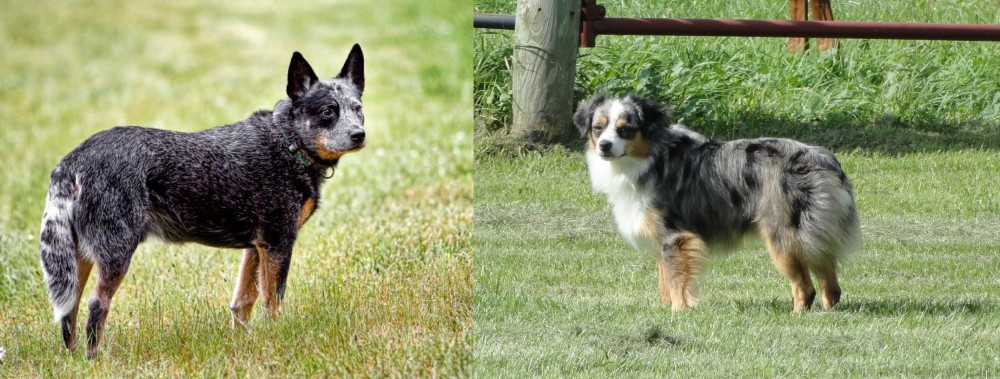 Toy Australian Shepherd vs Austrailian Blue Heeler - Breed Comparison