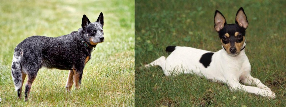 Toy Fox Terrier vs Austrailian Blue Heeler - Breed Comparison