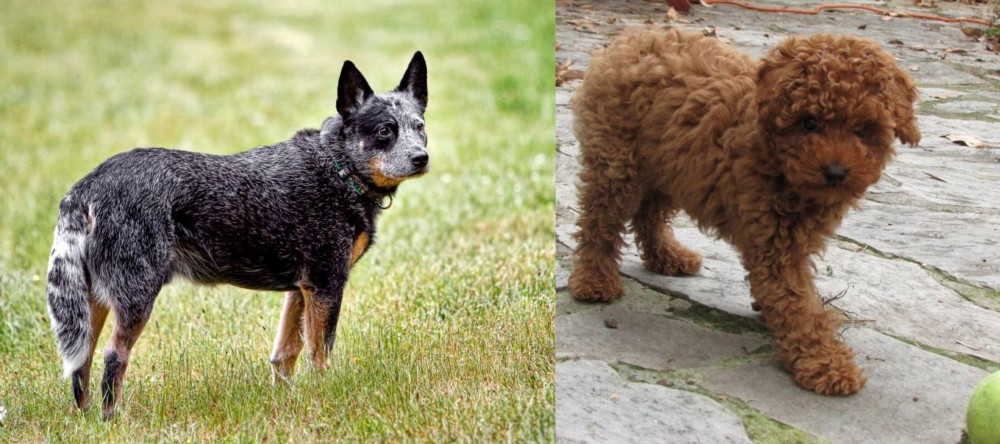 Toy Poodle vs Austrailian Blue Heeler - Breed Comparison