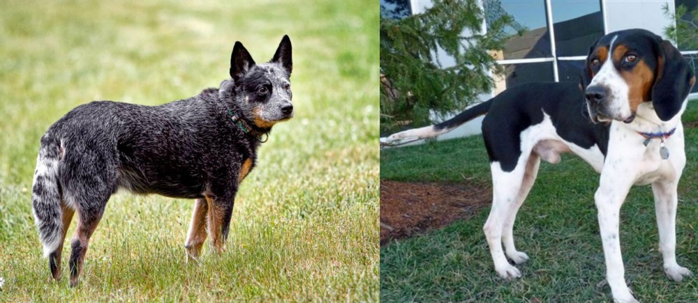 Treeing Walker Coonhound vs Austrailian Blue Heeler - Breed Comparison