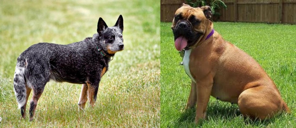 Valley Bulldog vs Austrailian Blue Heeler - Breed Comparison