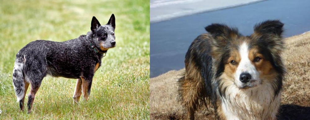 Welsh Sheepdog vs Austrailian Blue Heeler - Breed Comparison