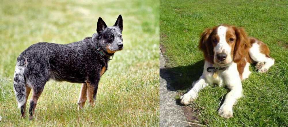 Welsh Springer Spaniel vs Austrailian Blue Heeler - Breed Comparison