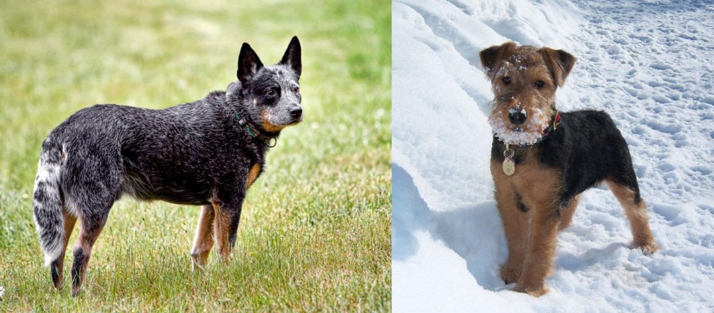 Welsh Terrier vs Austrailian Blue Heeler - Breed Comparison