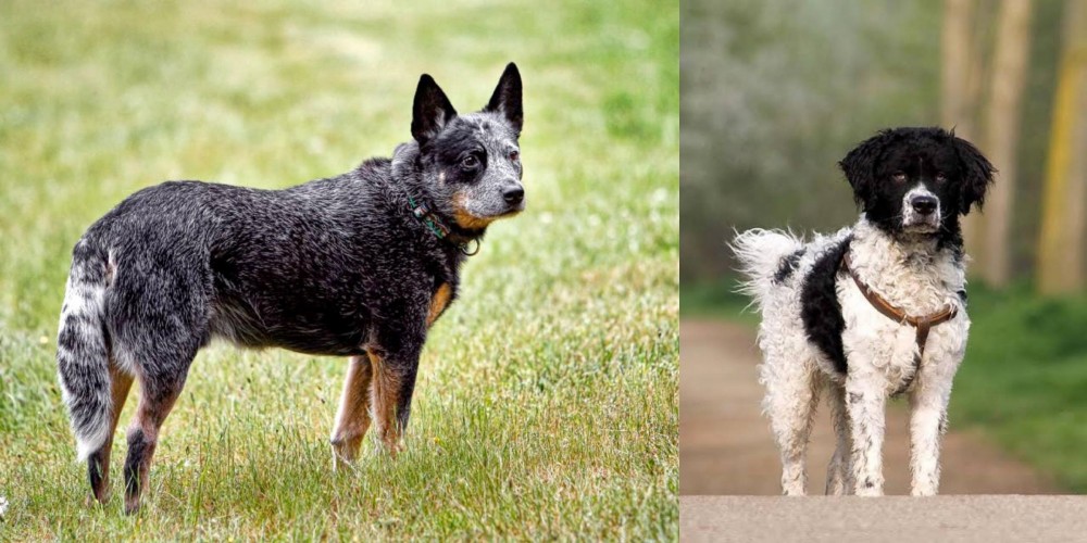 Wetterhoun vs Austrailian Blue Heeler - Breed Comparison