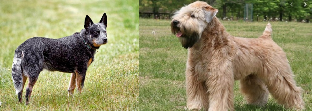 Wheaten Terrier vs Austrailian Blue Heeler - Breed Comparison