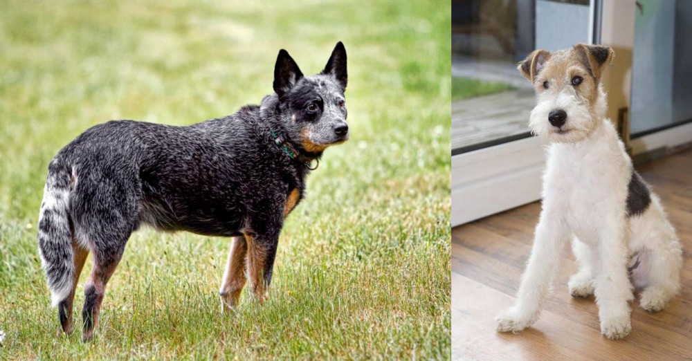 Wire Fox Terrier vs Austrailian Blue Heeler - Breed Comparison