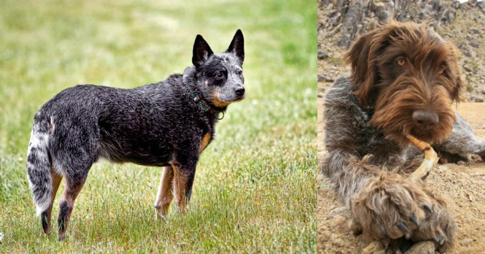 Wirehaired Pointing Griffon vs Austrailian Blue Heeler - Breed Comparison