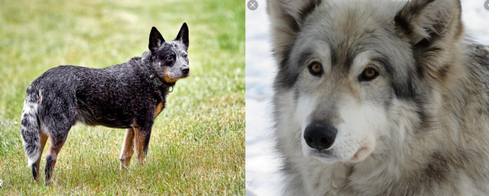 Wolfdog vs Austrailian Blue Heeler - Breed Comparison