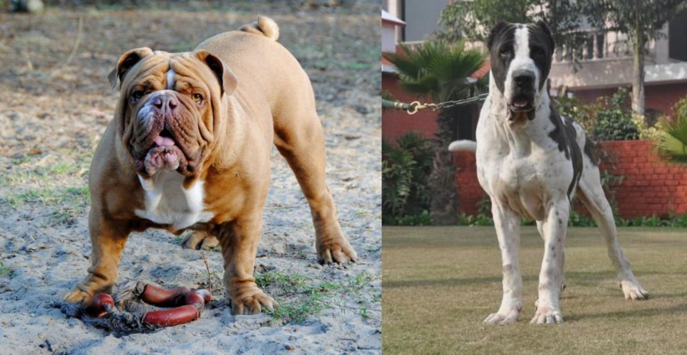 Alangu Mastiff vs Australian Bulldog - Breed Comparison