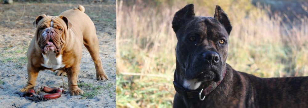Alano Espanol vs Australian Bulldog - Breed Comparison