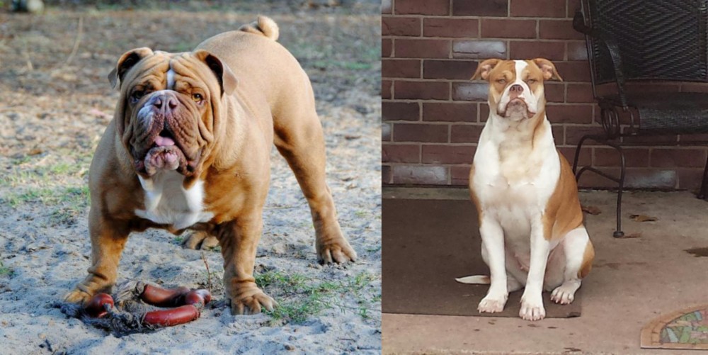 Alapaha Blue Blood Bulldog vs Australian Bulldog - Breed Comparison