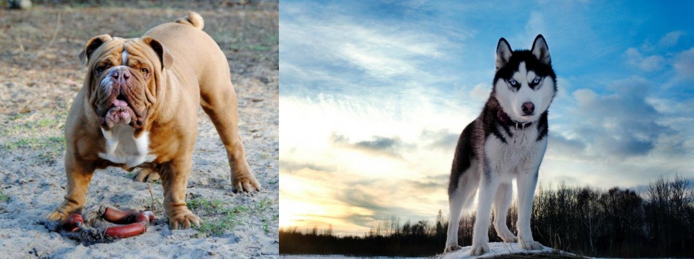 Alaskan Husky vs Australian Bulldog - Breed Comparison