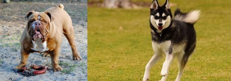 Alaskan Klee Kai vs Australian Bulldog - Breed Comparison