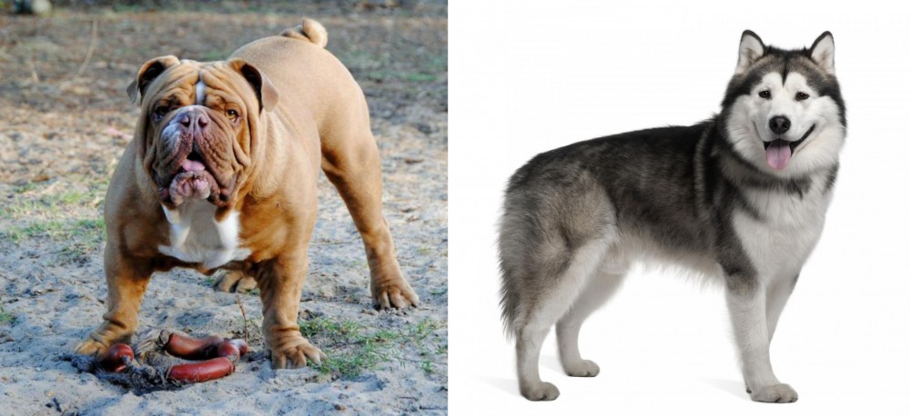 Alaskan Malamute vs Australian Bulldog - Breed Comparison