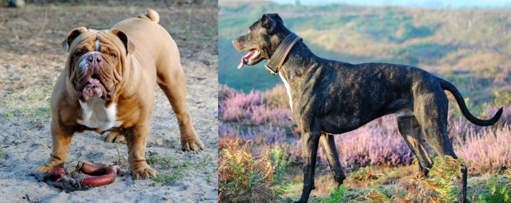 Alaunt vs Australian Bulldog - Breed Comparison